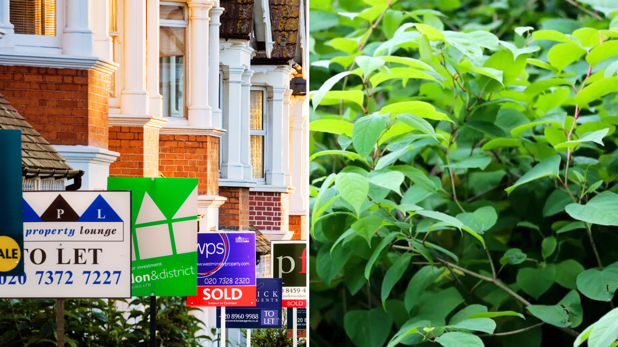 Houses for sale / Japanese knotweed