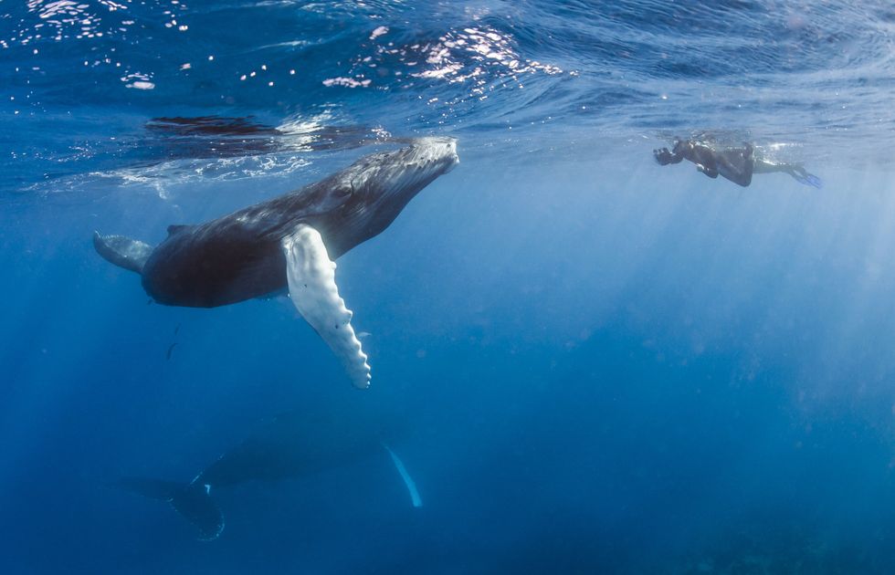 Human swimming with whales