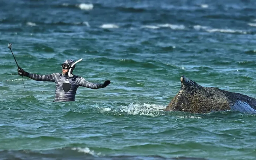 Humpback whale finally free after spending days stranded in shallow waters