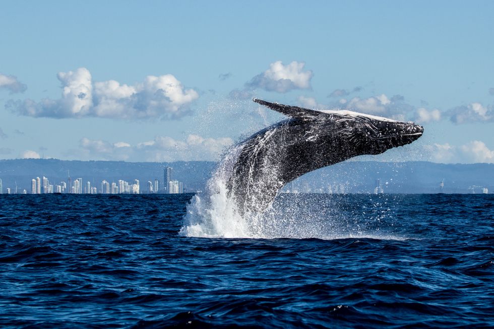 Humpback whales