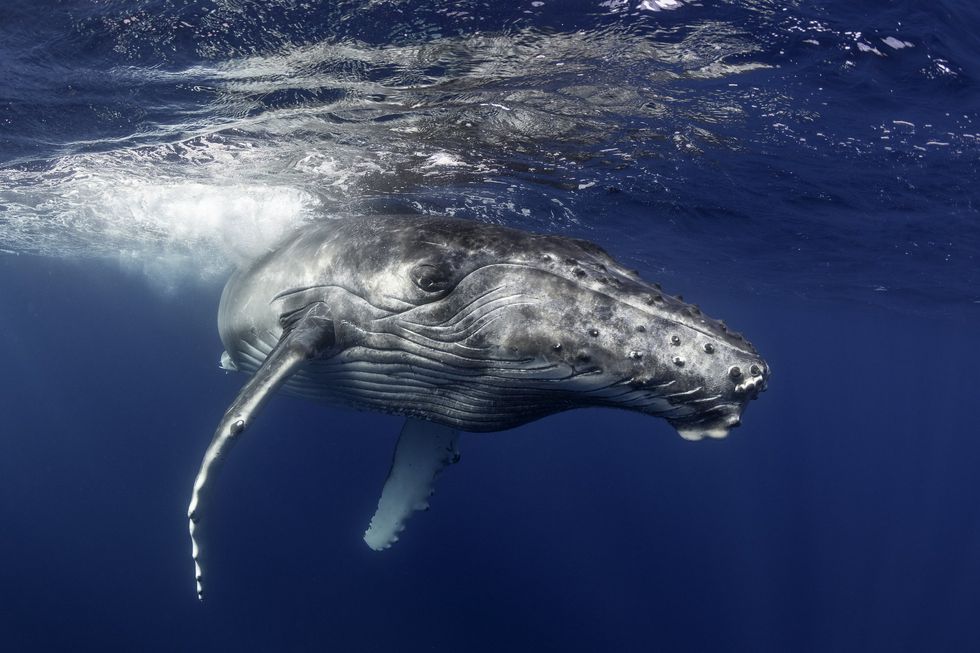 Humpback whales