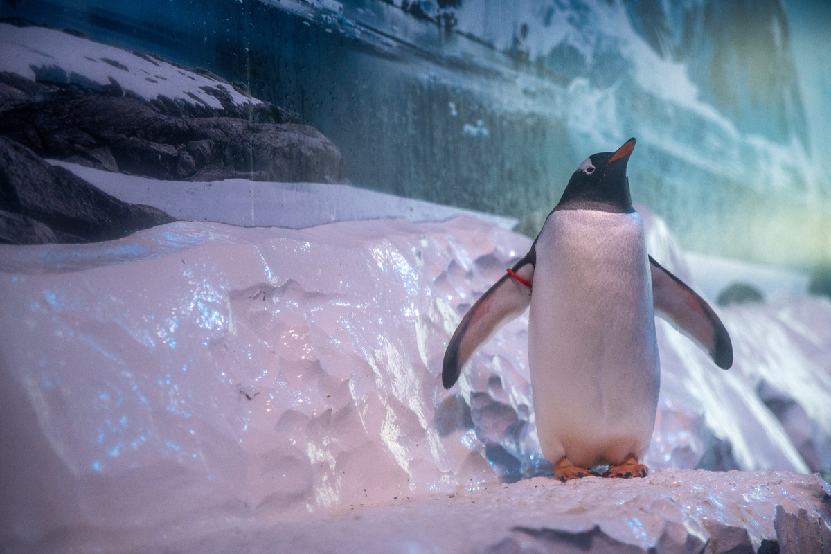 Hundreds of people attended a demonstration organised by Freedom for Animals at the aquarium