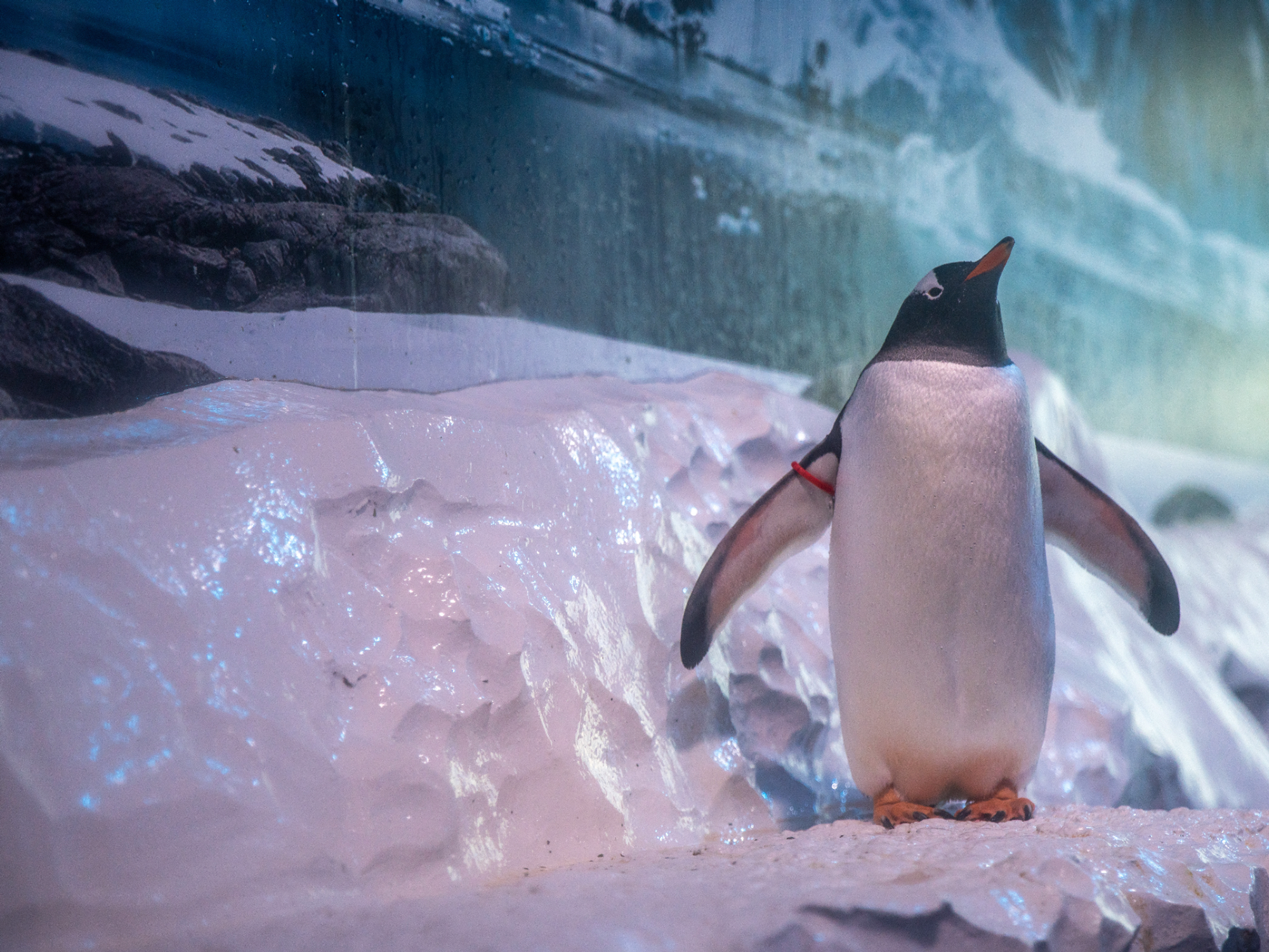 Hundreds of people attended a demonstration organised by Freedom for Animals at the aquarium