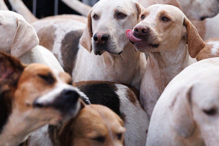 Hunt hounds