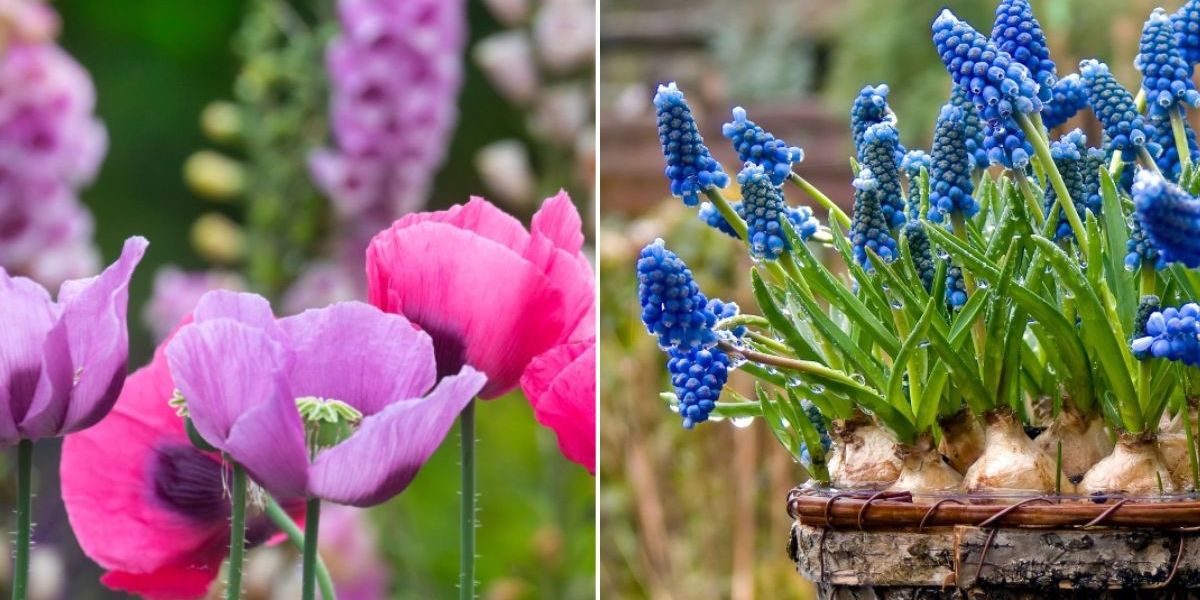 NextImg:Three colourful blooms to sow in September for an abundant spring display