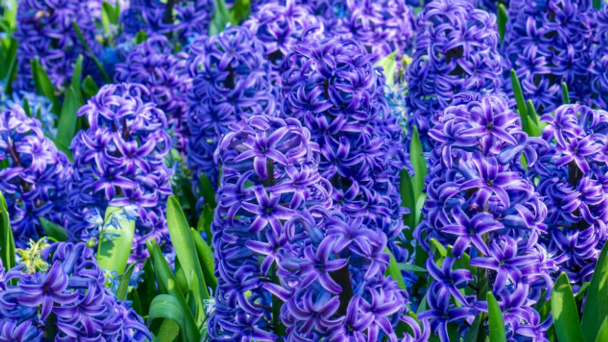 hyacinth stock