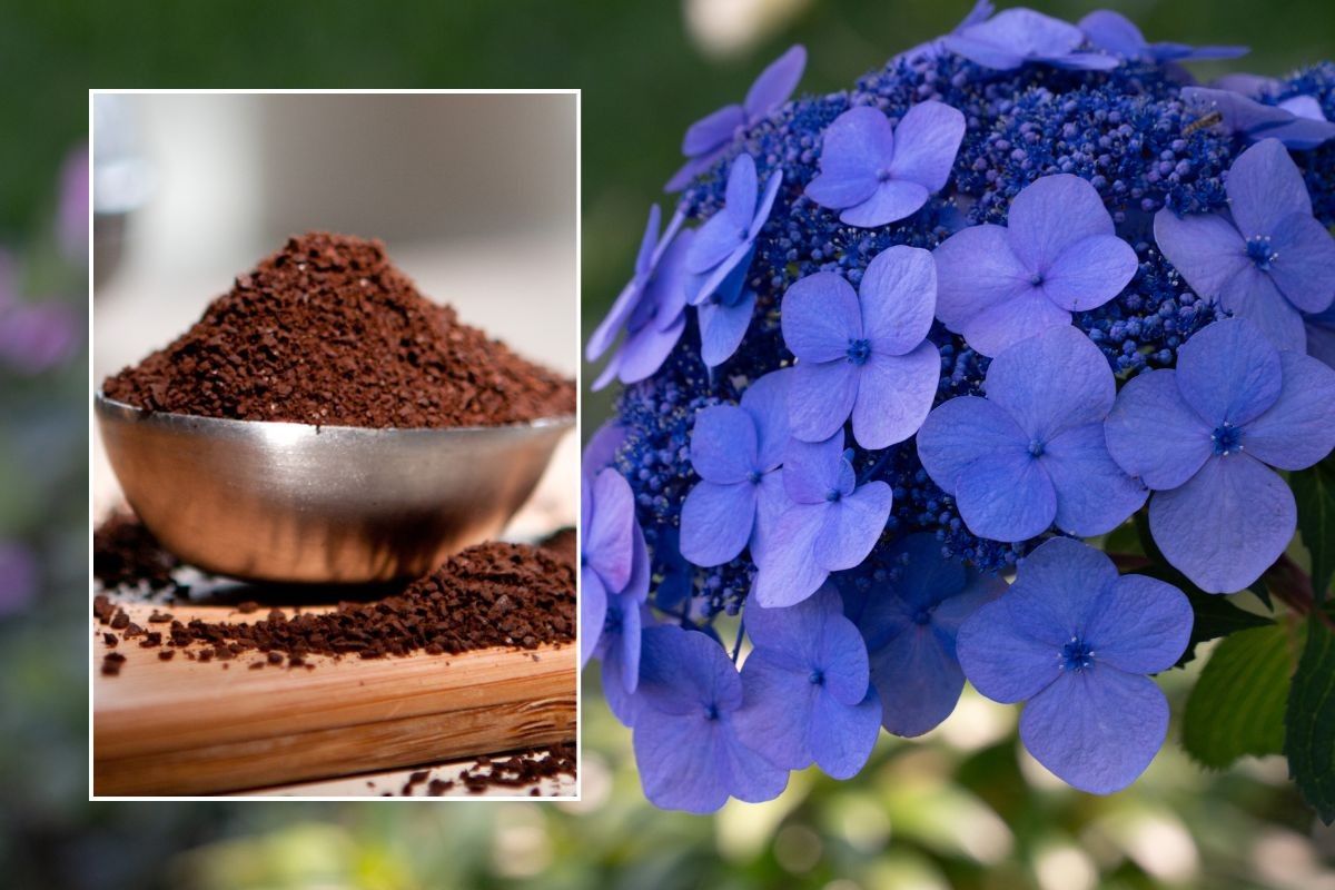 hydrangea and coffee grounds