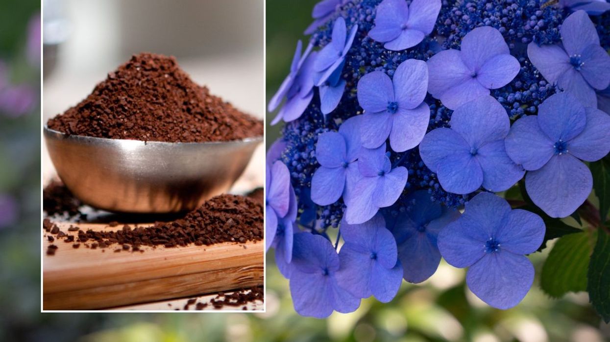 hydrangea and coffee grounds