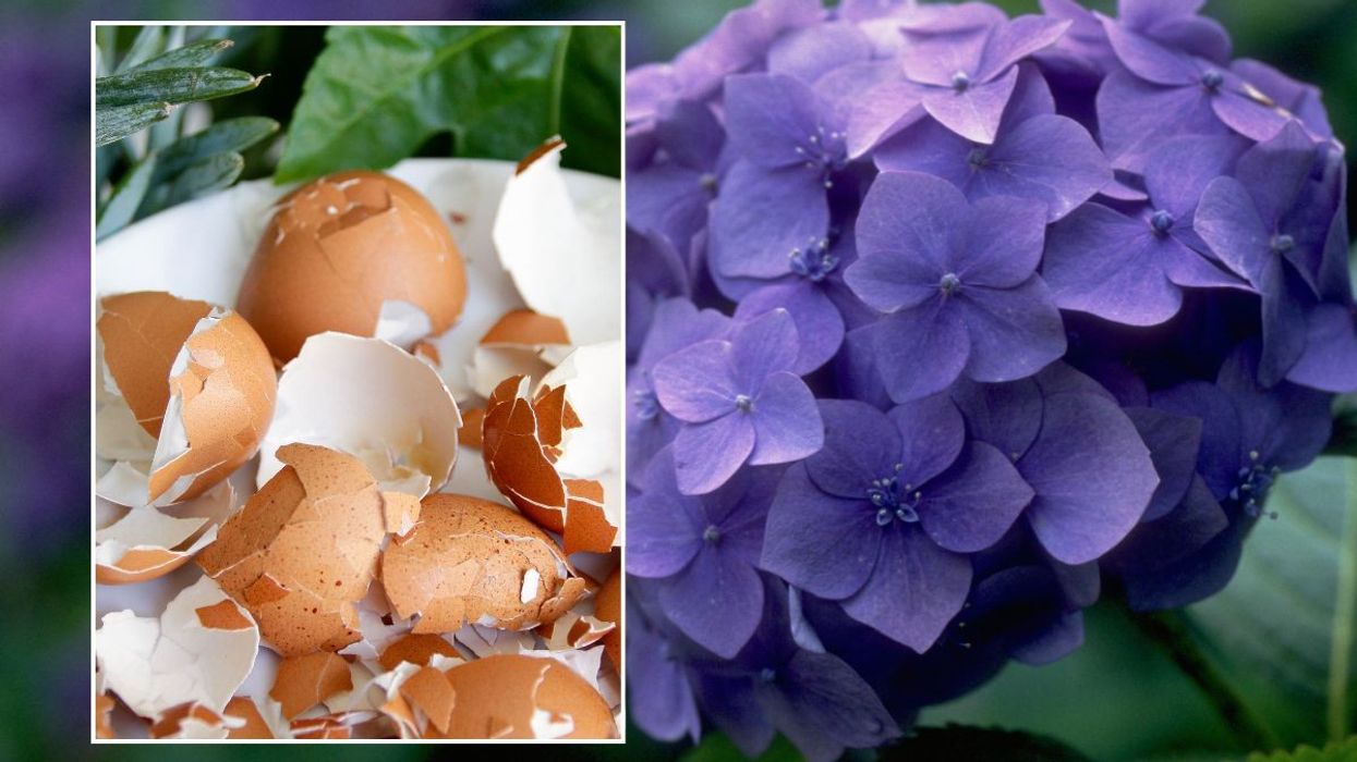 hydrangea and eggshells