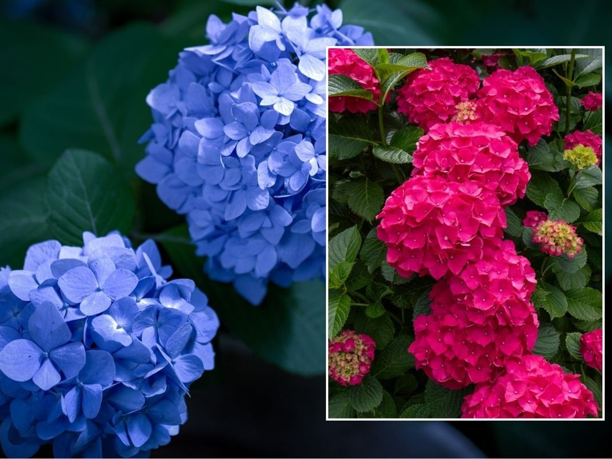 hydrangea blooms