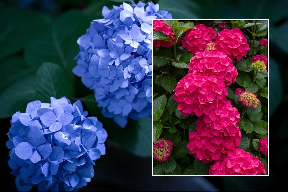 hydrangea blooms