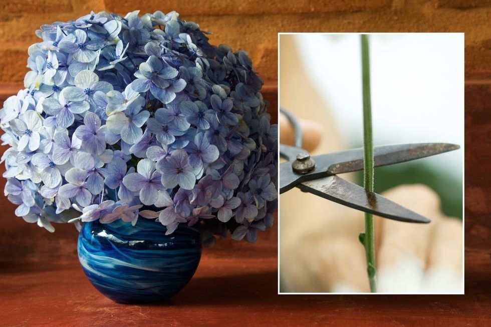 Hydrangea in vase