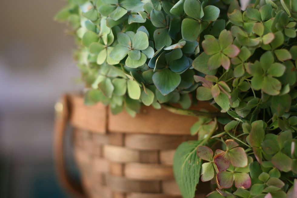 Hydrangea plants