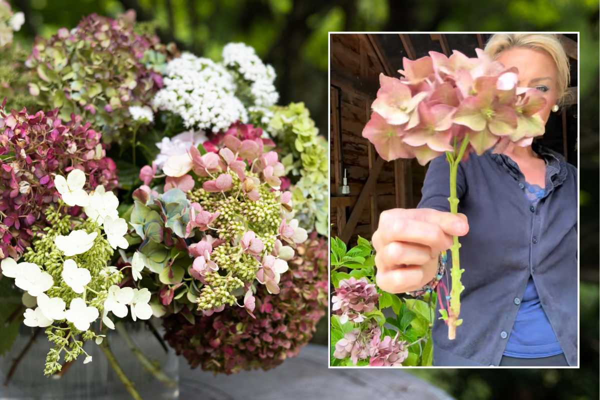 Hydrangeas in a vase; Anya demonstrating the drying method