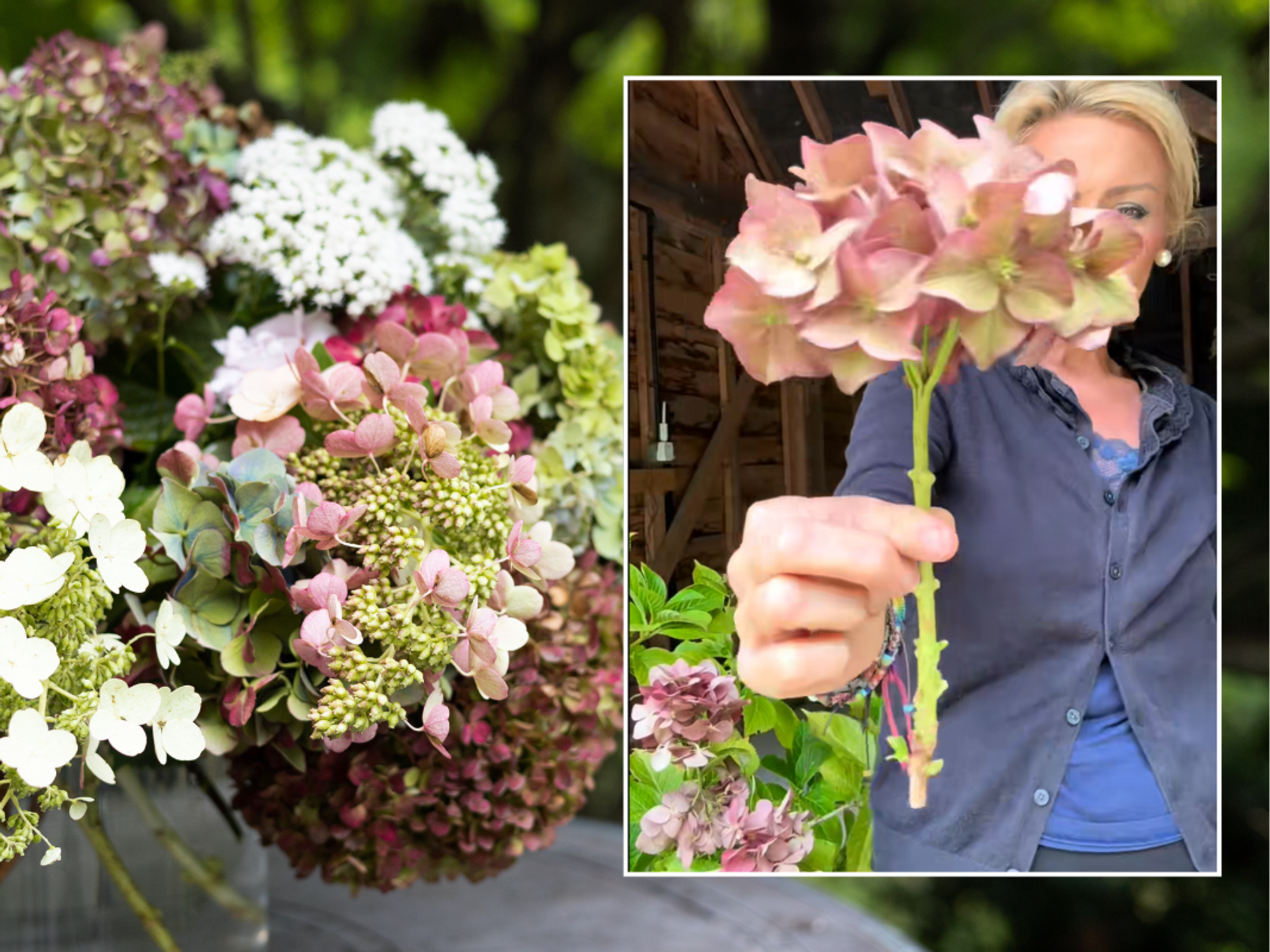 Hydrangeas in a vase; Anya demonstrating the drying method