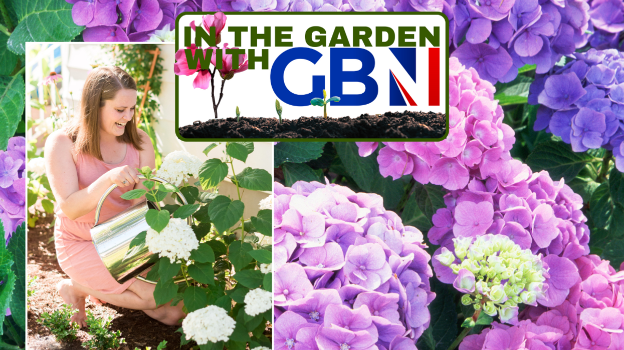 Hydrangeas / woman watering Hydrangeas