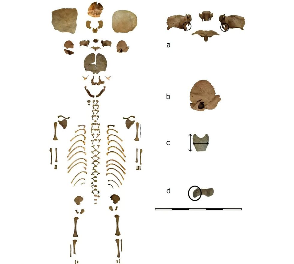 Iberian infant skeleton