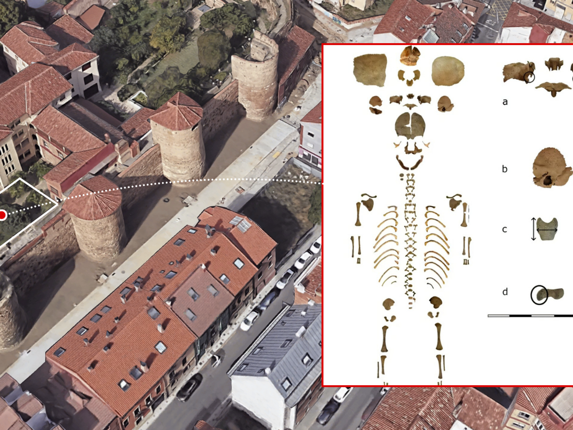 Iberian infant skeleton