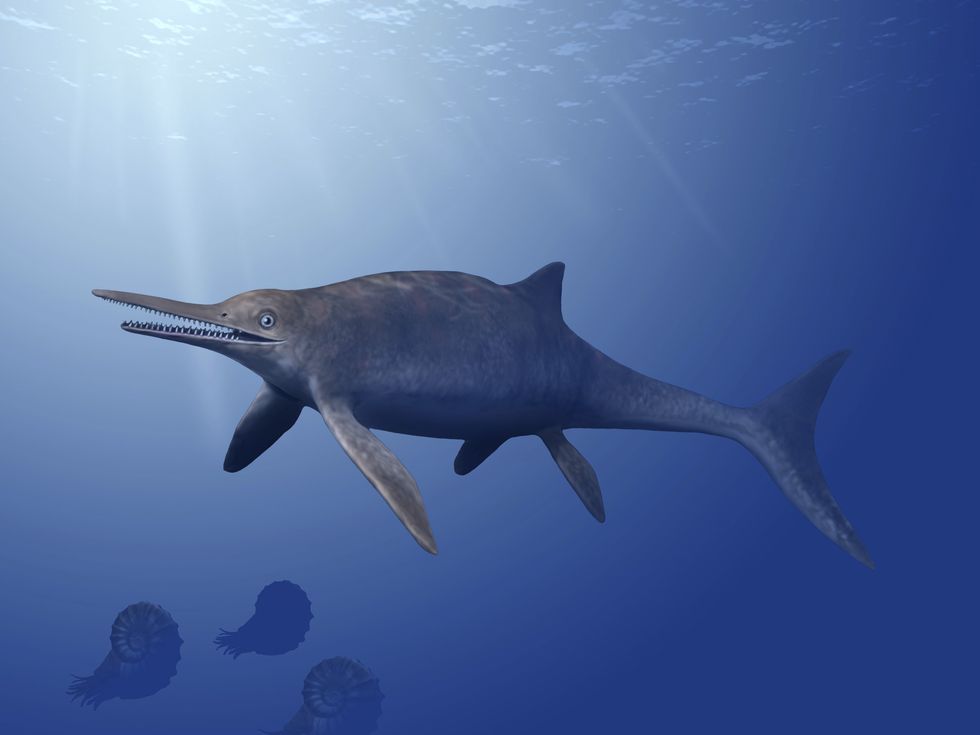 Ichthyosaur