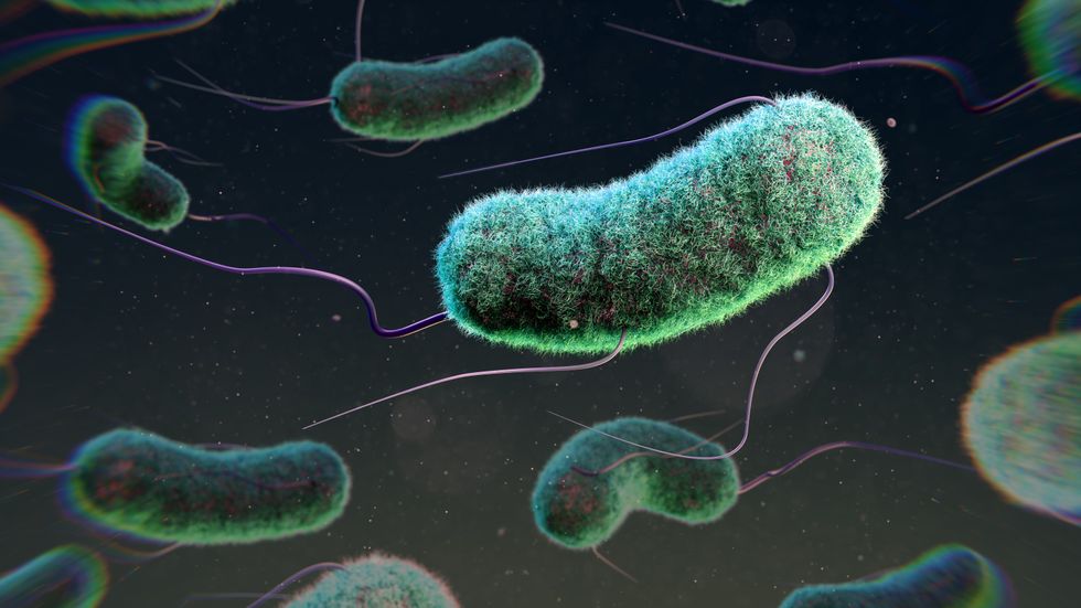 Illustration of E.coli bacterium