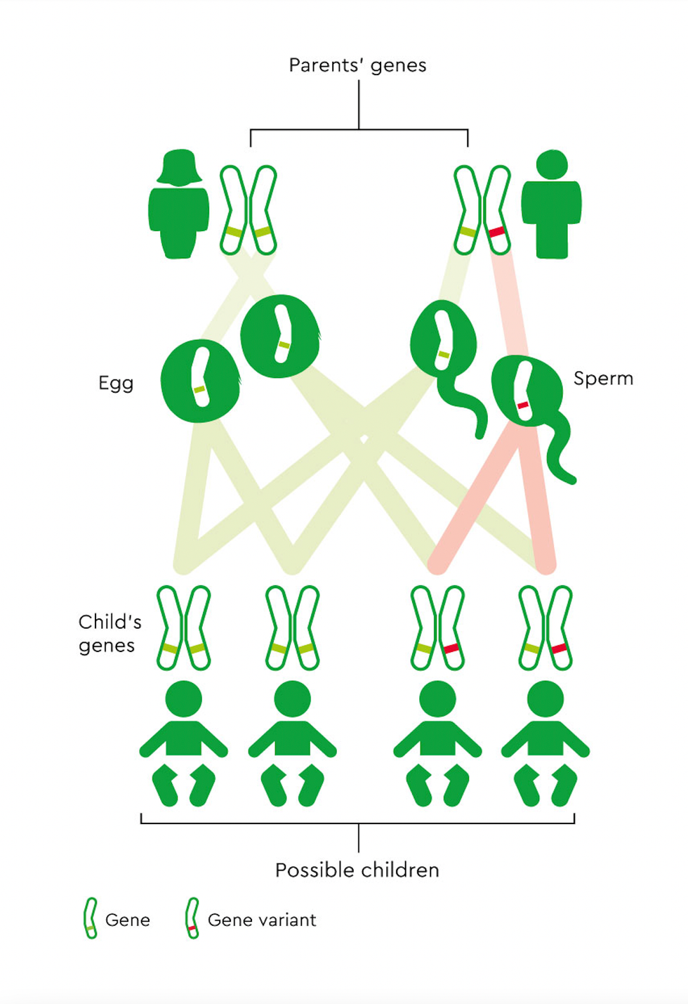 Illustration of how genes are inherited