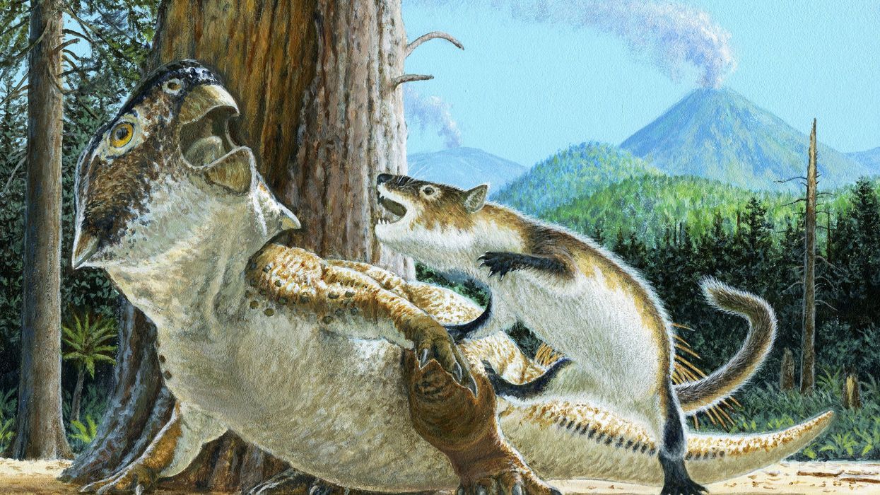 Mammal and dinosaur found ‘locked in mortal combat’ from 125m years ago