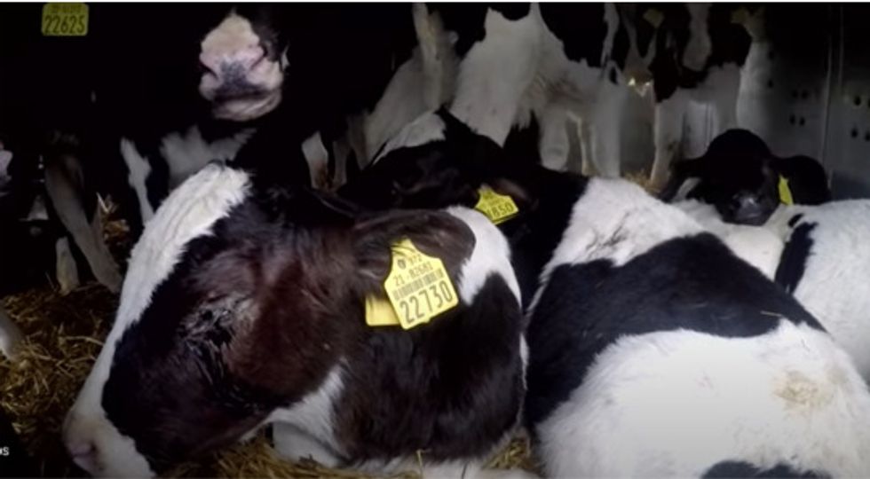 Image: Ethical Farming Ireland