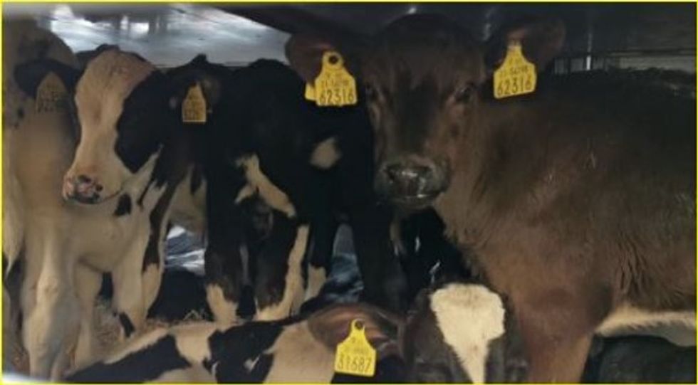 Image: Ethical Farming Ireland