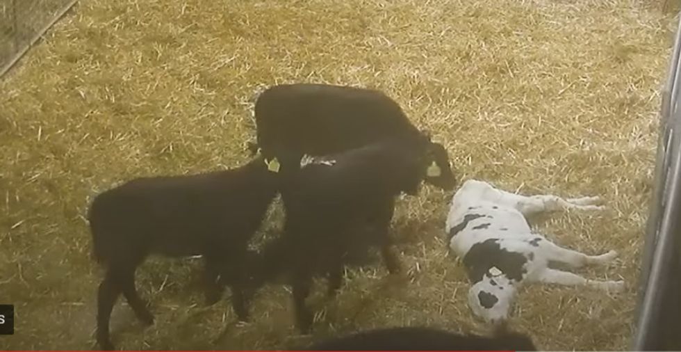 Image: Ethical Farming Ireland