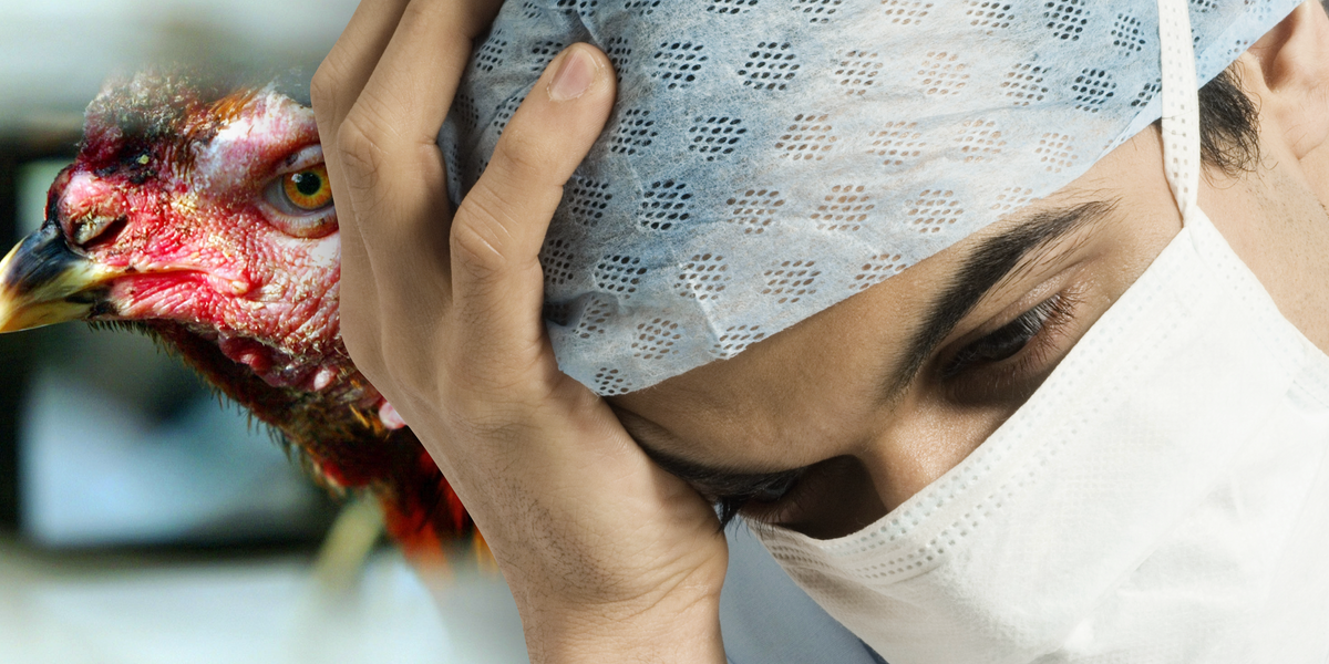 NextImg:Bird flu pandemic fears skyrocket as US identifies first cases of possible human-to-human transmission