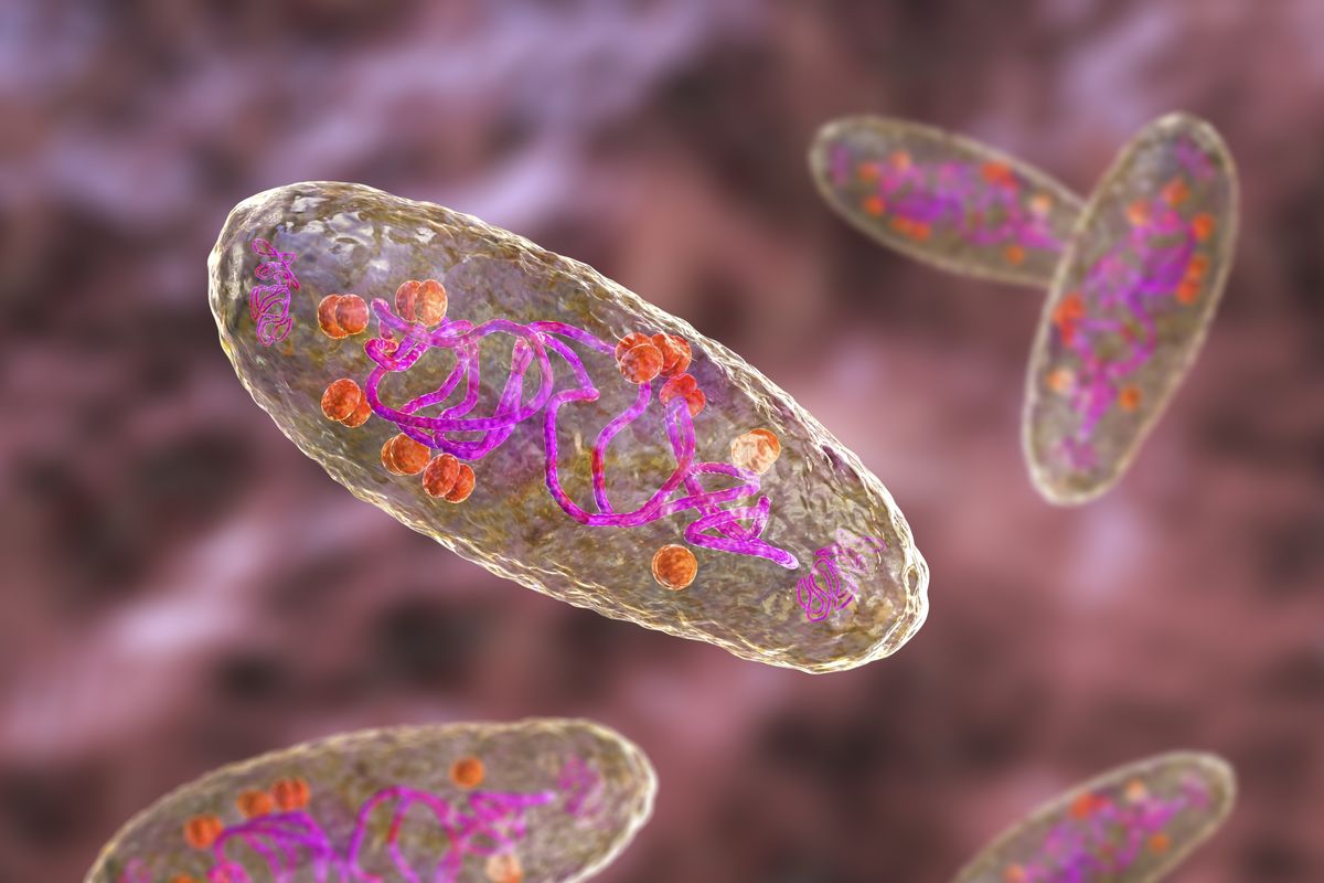 Image of the bacterium that causes bubonic plague