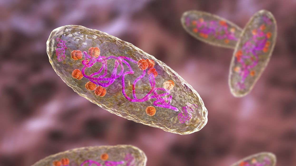 Image of the bacterium that causes bubonic plague