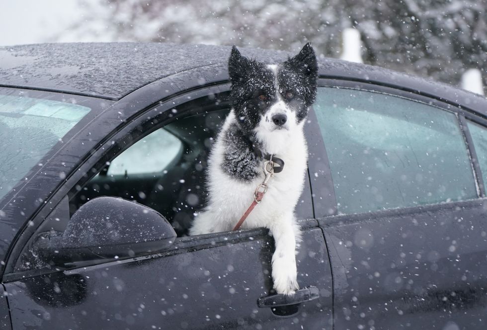 UK drivers warned they can be hit with £5,000 fine for commons mistake when travelling with pets