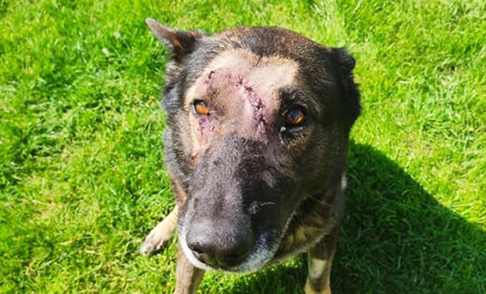 Police dog returns to duty after being stabbed in the head