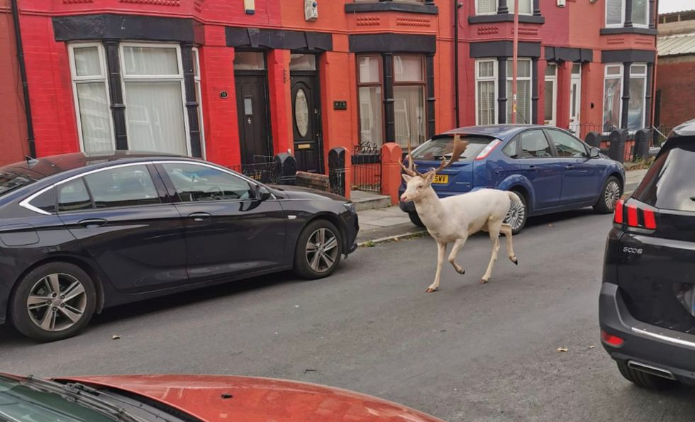 Rare white stag shot dead by police in Liverpool