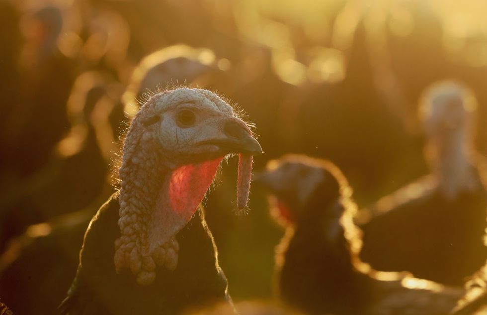 Turkey farmers say UK could be short of Turkeys for Christmas