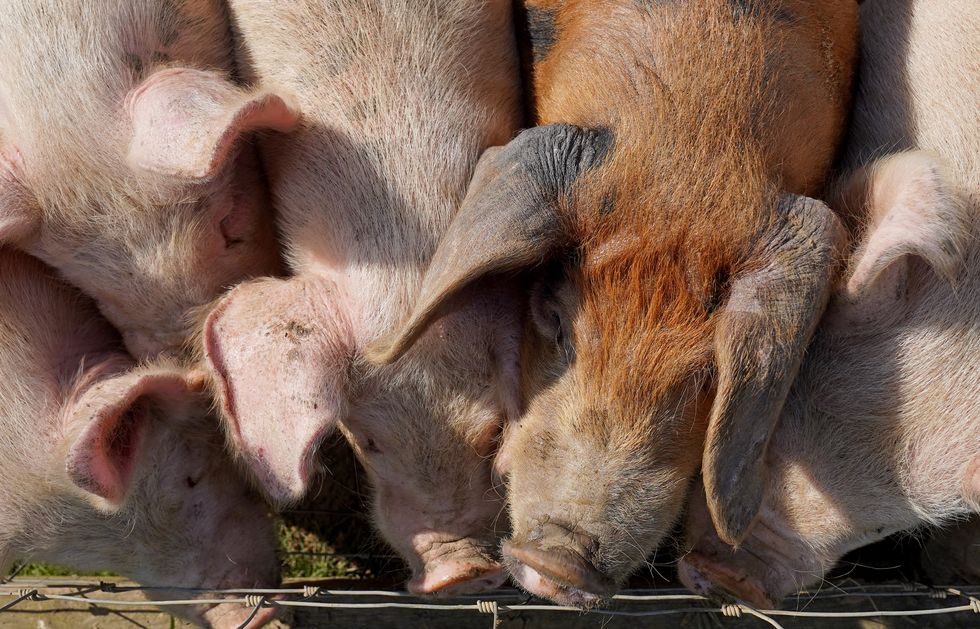 Delays to post-Brexit checks on animal imports could 'wreak havoc' and expose UK to African Swine Fever