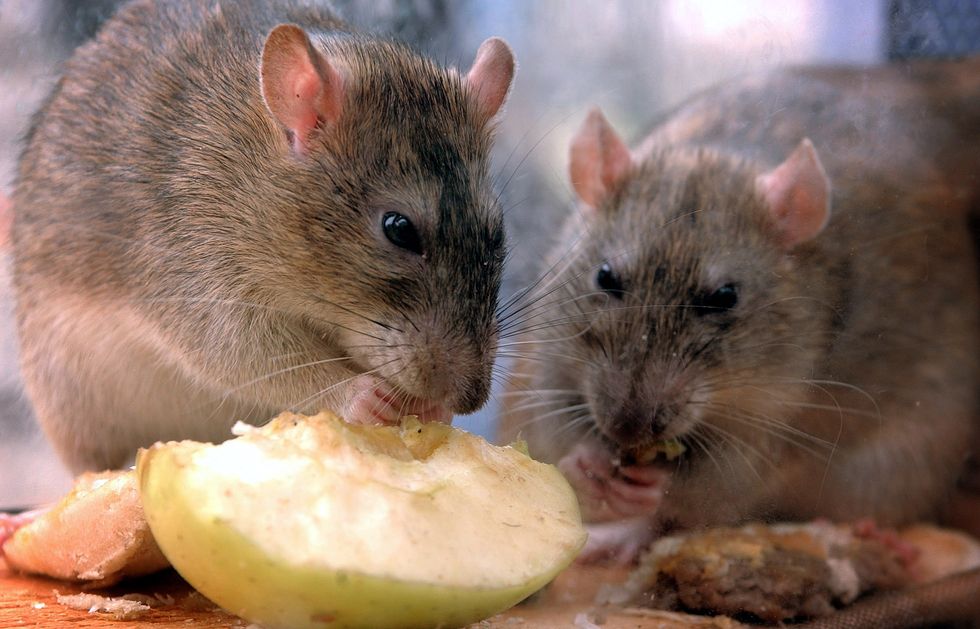Rats swarm UK as rodents 'the size of cats' conquer homes by swimming up toilets