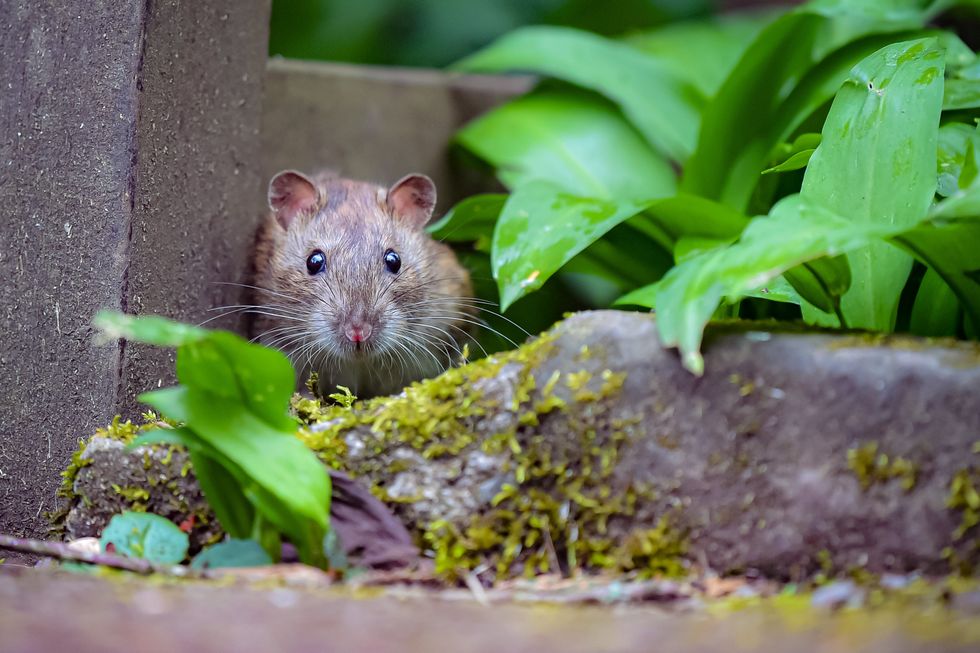Two cases of 'eye bleeding' rat-borne Lassa Fever discovered in the UK