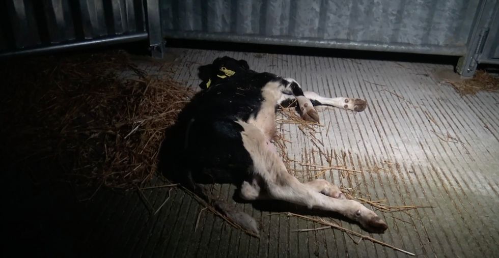 'Starving calves left crying on ferries' with calls to end to live EU export trade