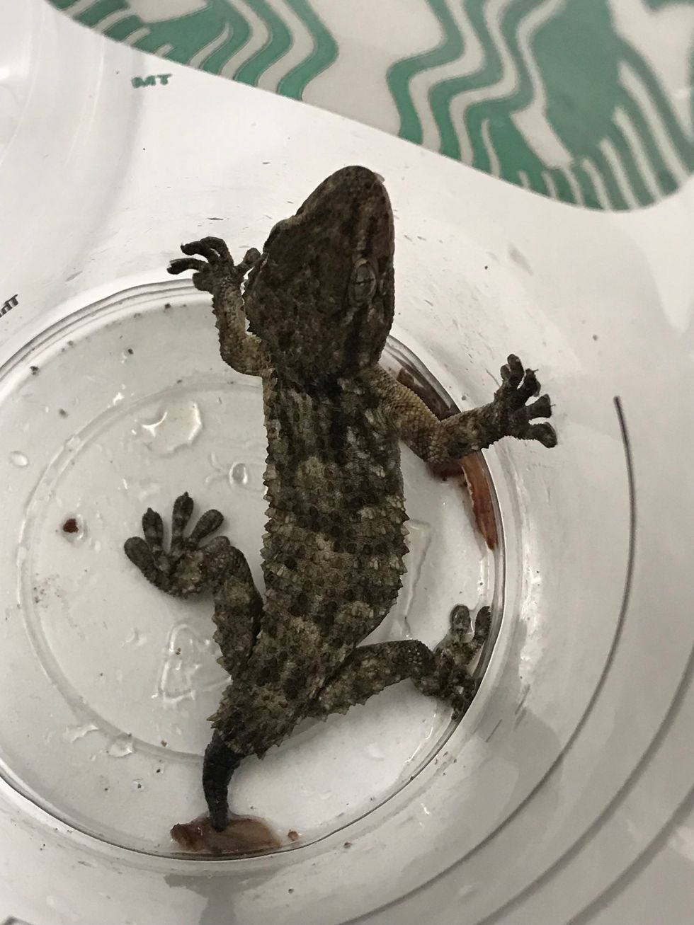 Gomez the Gecko found roaming around Bristol services