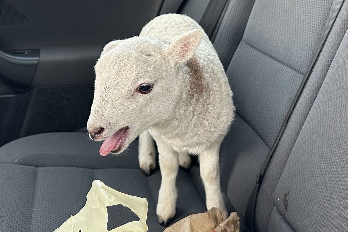 Lamb found alongside '£10,000s of drugs' in abandoned car on motorway