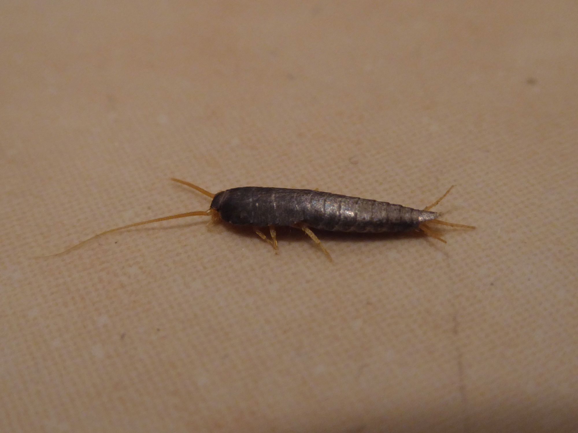 The tiny silver insect which could mean your home has a huge and expensive problem