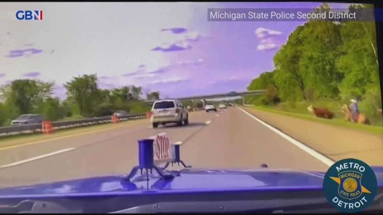 Cowboy on horseback chases cow down a MOTORWAY in extraordinary dash cam footage