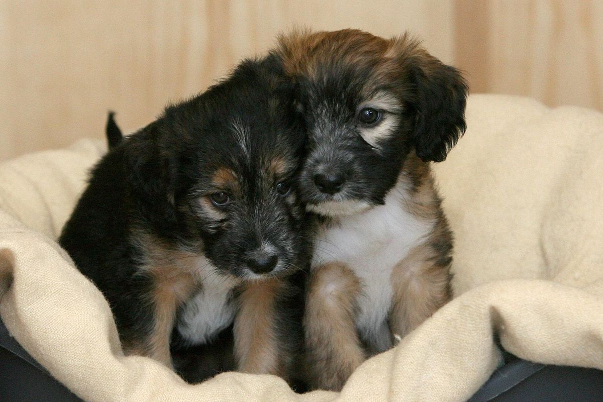 Dog owners warned of maximum length time pets can be left alone at home