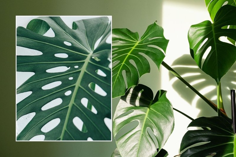 philodendron mamei kaufen Philodendron Mamei | Rare Indoor Plants main image 0