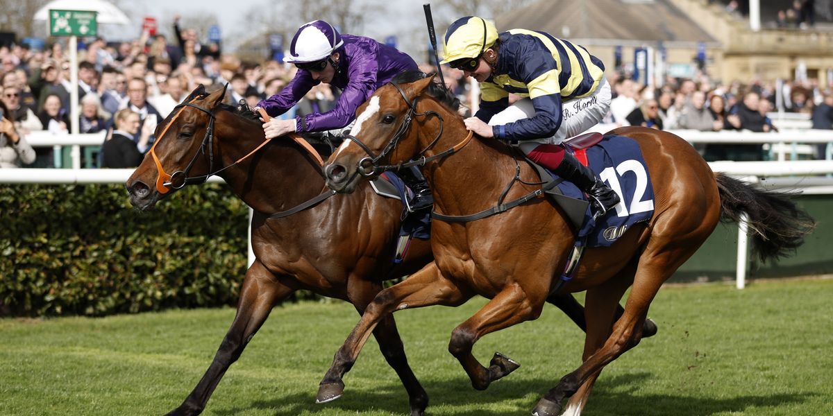 Epsom horse dies after fatal injury as heartbreaking statement posted