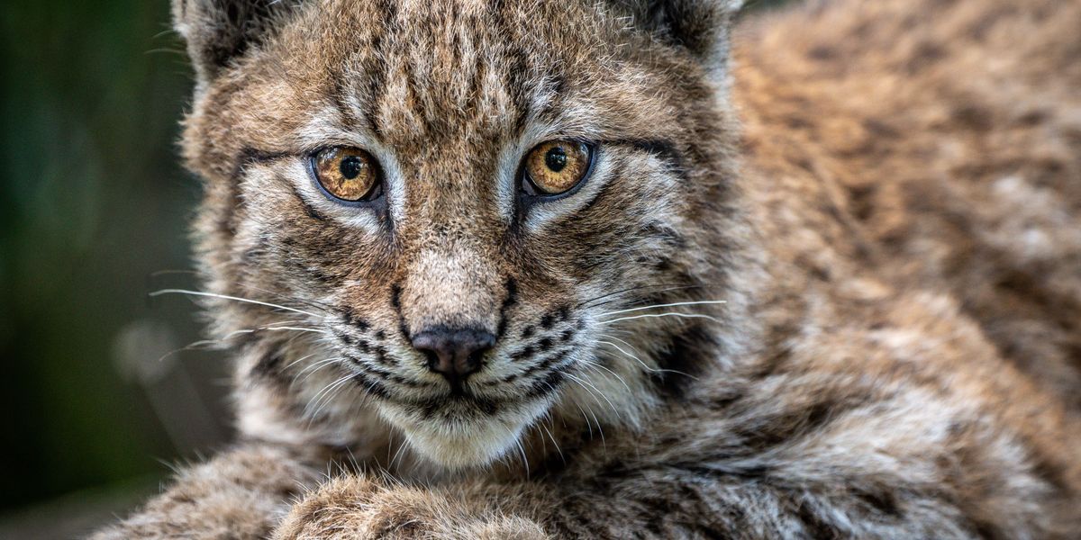 NextImg:Extinct apex predator big cat could be reintroduced into Britain in just ONE YEAR