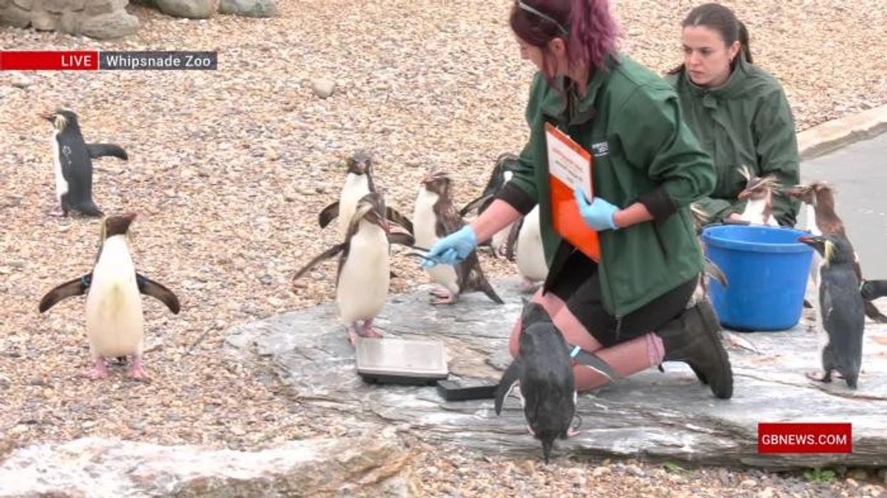 WATCH: Rockhopper penguins take to the scales for Whipsnade Zoo's annual weigh-in