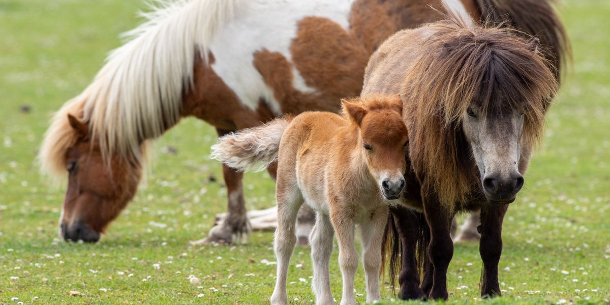 Eagles to blame for ‘snatching’ Shetland pony foals as five go missing Eagles to blame for ‘snatching’ Shetland pony foals as five go missing